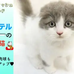 【 スコティッシュフォールド 】パステルカラーの招き猫!!可愛い肉球も公開!!