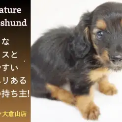 【 ミニチュア・ダックスフント 】育てやすさナンバーワン!美形メリハリ性格ガールを考察!