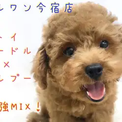 【 トイプー×マルプー 】表情豊かな超ハイブリッド犬!ユーザーコラムは必見!