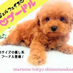 【 トイ・プードル 】生後51日の体重は497gの小ささ！その可愛さはプレミア級！