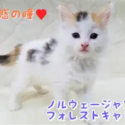 【 ノルウェージャンフォレストキャット 】大きな体に優しい心！気品あふれる森の妖精！