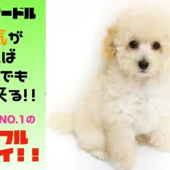 【 トイ・プードル 】元気があればなんでも出来る!!横浜パワフルボーイのご紹介!