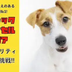 【 ジャックラッセルテリア 】育てごたえNO.1!!アジリティに大挑戦!!