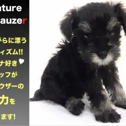 【 ミニチュア・シュナウザー 】可愛いけどダンディ!ギャップ萌え犬登場！