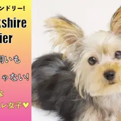 【 ヨークシャーテリア 】超フレンドリー!多頭飼いも夢じゃない!オシャレ女子♥