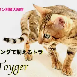 【 トイガー 】リビングで飼えるトラ!ワイルドキャット好きは必見!