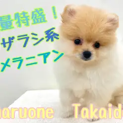 【 ポメラニアン 】毛量特盛！「アザラシ系」ポメラニアン登場！！