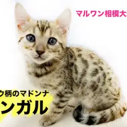 【 ベンガル 】艶やかなヒョウ柄で気品漂うマドンナ!見た目とのギャップに注目!