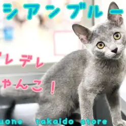 【 ロシアンブルー 】美しい毛色！性格の良さも見逃せない、甘えんぼにゃんこ！