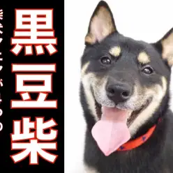 【 豆柴 】柴犬マニアが黒豆柴君の4つの魅力ポイントをご紹介!!