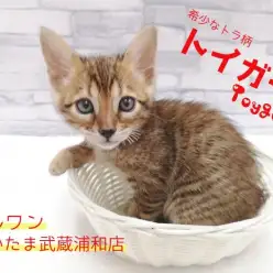 【 トイガー（Toyger) 】超希少にゃんこ！！お家で飼える可愛いトラ！！