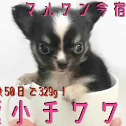 【 極小チワワ 】生後50日で驚異の329g！初めてユーザー向け情報も大公開！