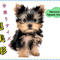 【 手乗りヨーキー 】見る人全てを魅了する♪激カワヨークシャーテリア登場！！