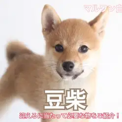 【 KC公認豆柴 】素直な性格が魅力！生活スタートキットもご紹介！