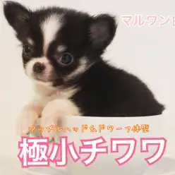 【 極小チワワ 】生後60日で驚愕の337g！アップルヘッドにドワーフ体型！