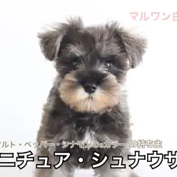 【 ミニチュア・シュナウザー 】ソルト・ペッパー・シナモン!スパイシーわんこ登場!