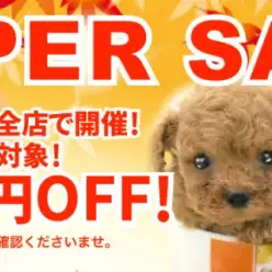 【 期間限定スーパーセール 】全店・全頭対象5~1万円プライスダウン！