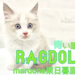 【 ラグドール 】ルックスは荒川区No.1！究極の甘えん坊イケメンがやってきた！