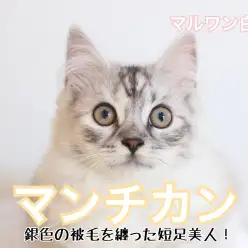 【 マンチカン 】銀色の被毛を纏った短足美人!穏やかな性格の理由をご紹介!