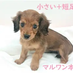 【 カニンヘン・ダックスフント 】小さい＋短足＝cute！の法則！！