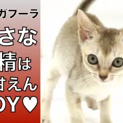 【 シンガプーラ 】小さな妖精は超甘えんBOY!!最小猫種がやってきた!!
