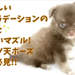 【 チワワ 】美しいグラデーションの瞳と短いマズル!ヘソ天ポーズも必見!!