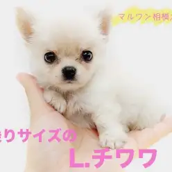 【 チワワ 】永遠のパピー!手のりサイズ&ドワーフ体型がポイント!キメ顔は必見!