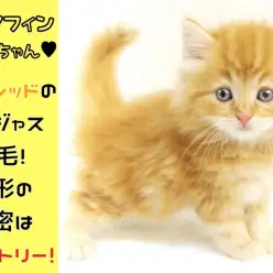 【 ラガマフィン兄 】濃厚レッドのゴージャス被毛!!美形の秘密はシンメトリー!