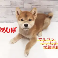 【 豆柴 】超美形なイケメン男子！その可愛さは埼玉一！！