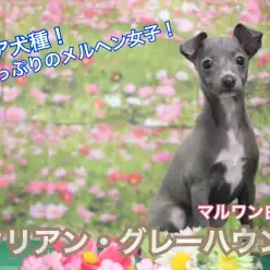 【 イタリアングレーハウンド 】希少犬種！！魅力たっぷりのメルヘン女子！