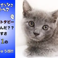 【 ブリティッシュ 】ゴーストタビーって?育てやすさNO.1のまんじゅう顔!