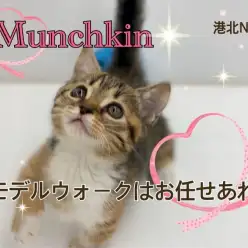 【 マンチカン 】お尻フリフリ、短足癒しウォークの可愛い子ちゃん