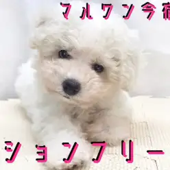 【 ビションフリーゼ 】モフモフマニア必見!最高の美貌と被毛を持つアフロちゃん!