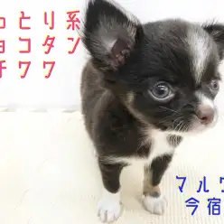 【 チョコタンチワワ 】レアカラーのおっとりBOY!最強の目力にご注目!