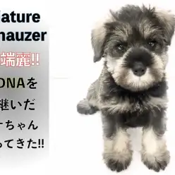 【 ミニチュア・シュナウザー 】容姿端麗!!優秀DNAを引き継いだシュナちゃん!