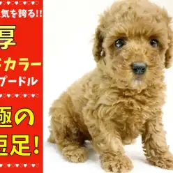 【 トイ・プードル 】ドワーフを超えた究極のド短足!!不動の人気の濃厚レッド!!
