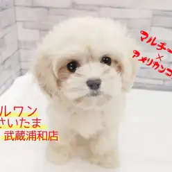 【 マルチーズ×アメリカンコッカー 】希少なミックスその名は”マルコーちゃん”！