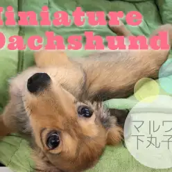 【 ミニチュア・ダックスフント 】あざといけど可愛いっ！甘えん坊ダックスちゃん！