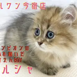 【 ペルシャ 】パパはACCチャンピオン！温厚イケにゃん登場！ユーザーコラムも！