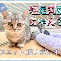 【 ミヌエット 】 短足丸顔ニャンコ！城山店のアイドルミヌエットをご紹介！