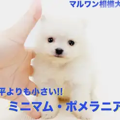 【 ポメラニアン 】手の平より小さい驚愕のサイズ感!遊びにお昼寝も全力BOY!