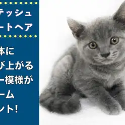 【 ブリティッシュショートヘア 】丸顔がキュート!浮かび上がるタビー模様が魅惑的!