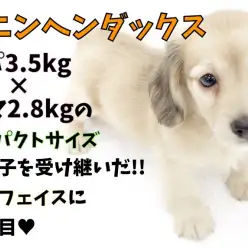 【 カニンヘンダックス 】コンパクトサイズ遺伝子を受け継いだ童顔に大注目♥