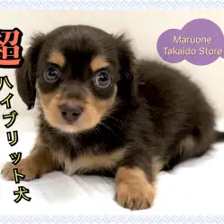 【 MIX チワックス 】両犬種の良い所取り⁉最強のハイブリット犬登場！！