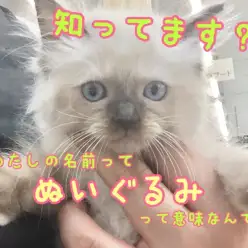 【 ラグドール 】究極の膝乗りぬいぐるみ猫現る！