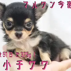 【 極小 チワワ 】生後51日で375g!ティーカップチワワが今宿店に降臨!