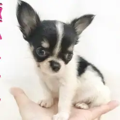 【 極小チワワ 】生後50日で345g!おっとり・童顔・ドワーフの癒し系!