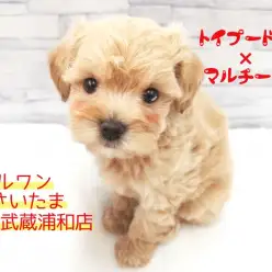 【 MIX（トイプードル × マルチーズ） 】チークが可愛い！！プリティマルプーくん！