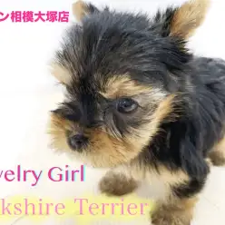 【 ヨークシャーテリア 】驚愕！生後50日で393g！元気で甘え上手♥