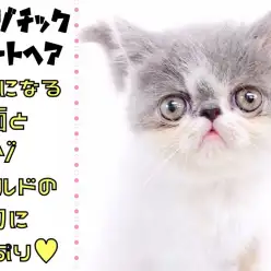 【 エキゾチックショートヘア 】くせになる顔面とエキゾワールドにどっぷり!!